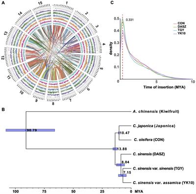 Genomic analyses of agronomic traits in tea plants and related Camellia species